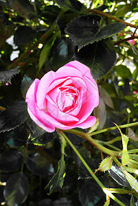粉红玫瑰花园乡村园艺宏观植物群植被花瓣叶子粉色植物图片