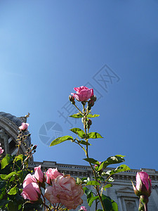 粉红玫瑰和蓝天空宏观树叶植物群乡村粉色园艺花瓣天空玫瑰叶子图片