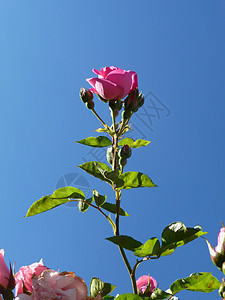 粉红玫瑰和蓝天空宏观天空叶子蓝色生长花瓣粉色园艺绿色玫瑰图片