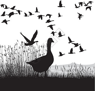 在迁徙鹅之前插图鸟类绘画迁移白色季节生活黑色羽毛风景图片
