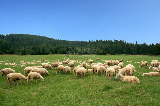 在美丽的山地牧场上牧羊群图片