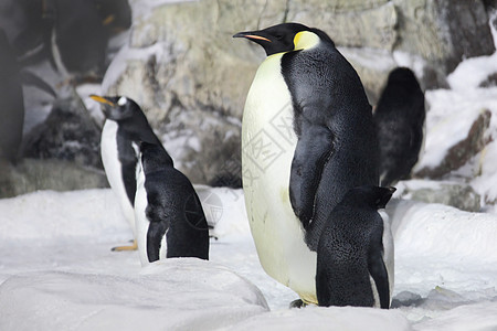 企鹅皇帝仰望生活外壳白色野生动物天空栖息地季节图片