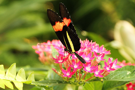 色彩多彩的蝴蝶花园翅膀昆虫绿色植物花朵漏洞叶子黑色图片
