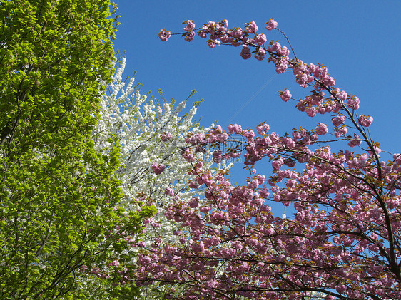 盛开的树木季节环境植物植物学绿色花园晴天生长图片