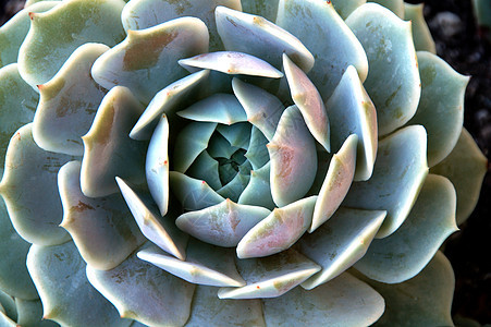 种植的植物海绵植物学绿色生长草本花园芦荟植被海绵状绿化图片