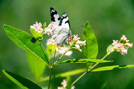 蝴蝶从花朵中收集花蜜图片