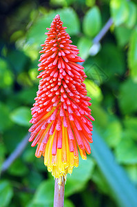 红色Kniphofia稀释花图片