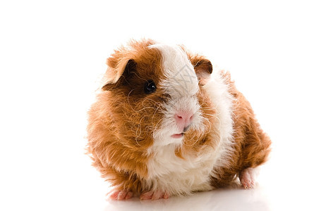 在白色的豚鼠仓鼠棕色胡须宠物反射食物动物婴儿头发鼻子图片