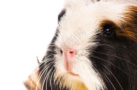 在白色的豚鼠仓鼠红色沙鼠宠物胡须食物耳朵动物爪子毛皮图片