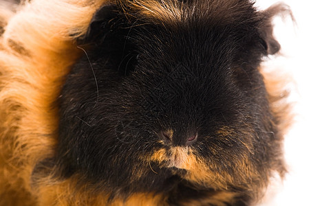 在白色的豚鼠爪子耳朵仓鼠毛皮鼻子新生哺乳动物头发宏观宠物图片