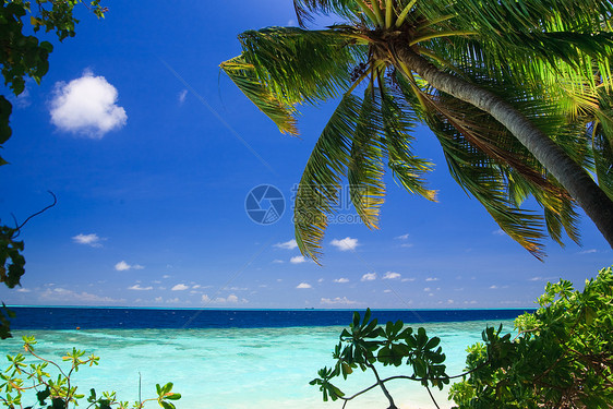 马尔代夫的热带天堂海洋植物旅游假期海岸线海景叶子气候游客棕榈图片