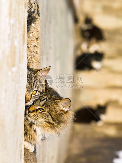 猫咪猫科动物眼睛夫妻小猫宠物荒野动物条纹灰色哺乳动物图片