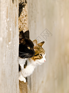猫咪眼睛胡须夫妻投标动物猫科动物灰色虎斑哺乳动物小猫图片