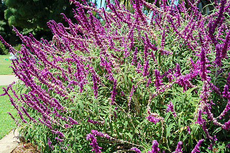 Salvia Bush和紫花图片