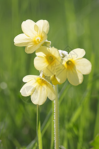 cowslip 剪贴植物学春花宏观花瓣晴天美丽植物群植物黄色绿色背景图片