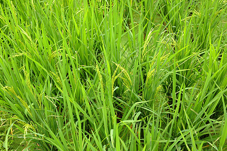 稻田大米场地培育季节热带植物收成草地农田叶子粮食图片