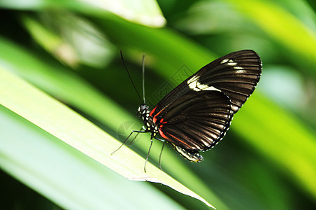 色彩多彩的蝴蝶叶子花园花朵绿色植物昆虫黑色翅膀漏洞图片