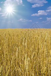 小麦无界田地图片