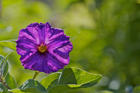Briblit 紫花图片