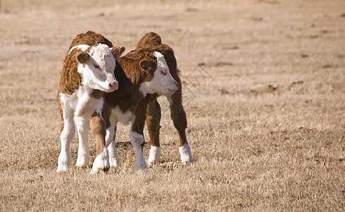 两只小牛鼻子婴儿孩子眼睛头发牧场耳朵草地小动物动物图片