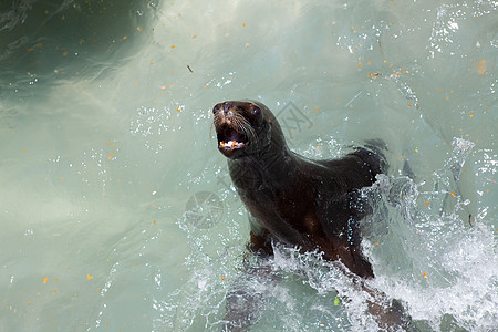 浮海豹狮子海洋动物海浪岩石力量男性活力耳朵野生动物图片