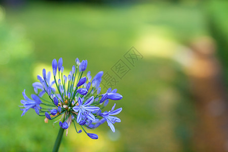 蓝花飞碟叶子射线宏观晴天蓝色魔法故事植物阳光图片