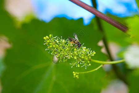 a 蜜蜂叶子太阳花园植物群天空阳光季节生长农场晴天图片