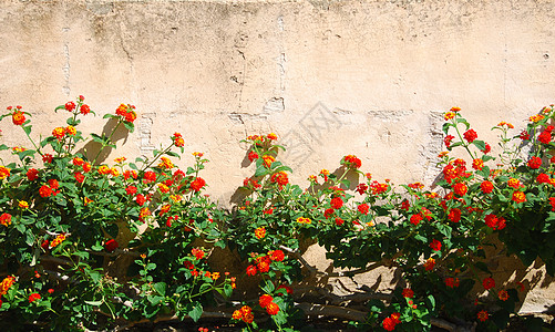 花花墙植物墙纸屏幕保护红色程序衬套图片