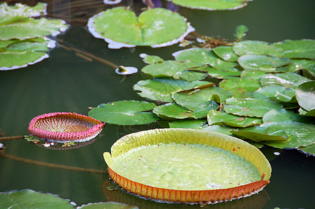 池塘中的莲叶叶树叶植物植物学绿色生长叶子食物图片