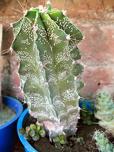 Cactus 工厂绿化干旱生长化妆品肉质沙漠花园植物学园艺多刺图片