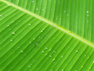 香蕉叶植物香蕉叶子树叶静脉叶绿素光合作用植物学宏观生长图片