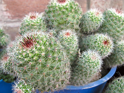 Cactus 工厂多刺旱生植物花园绿色海绵状化妆品生长植被植物沙漠图片