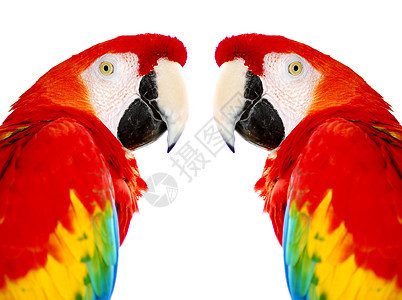 孤立的金红色红麦角鸟丛林翅膀鹦鹉异国黄色动物群野生动物情调热带动物图片