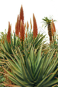Aloe吸食植物上的橙色花朵园艺生长芦荟植物学草本海绵状干旱海绵绿化多刺图片