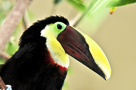 栗子人造陶干下颌黑色鸟类动物账单热带眼睛雨林红色黄色图片