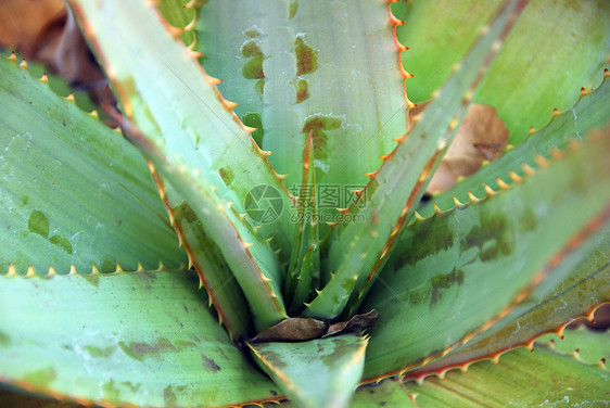 Aloe 溶液植物绿化草本海绵状绿色多刺芦荟干旱园林化妆品图片