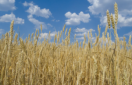 小麦粮食稻草食物农村场地植物农田蓝色种子农业图片