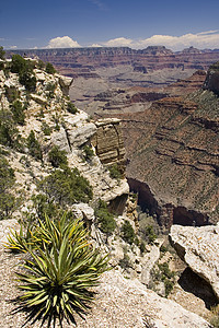 美国大峡谷顶峰蓝色砂岩植物旅行地平线世界峡谷悬崖岩石图片