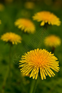 Dandelion 硝酸盐背景图片