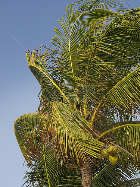 风吹风热带异国飓风情调天气椰子棕榈风暴天空叶子图片