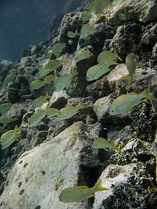 在珊瑚礁中游泳海绵海洋潜水环境风景呼吸管情调珊瑚潜水员异国图片