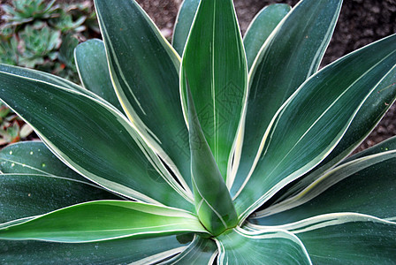 Aloe 溶液植物草本化妆品绿化多刺园艺花园海绵沙漠园林图片