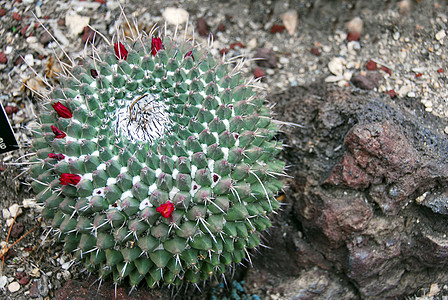 Cactus 乳腺哺乳动物植物图片