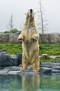 北极熊站立直立图片
