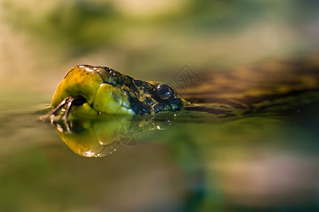 黄色anaconda 游泳图片