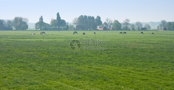 荷兰有农场和马匹的童子园地貌图片