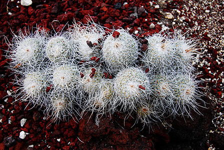 Cactus哺乳动物植物化妆品园林干旱沙漠多刺植物学海绵植被海绵状园艺图片