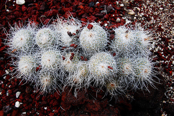 Cactus哺乳动物植物化妆品园林干旱沙漠多刺植物学海绵植被海绵状园艺图片