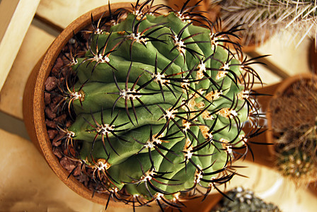 Cactus 工厂植物学园艺海绵状绿化植物化妆品绿色沙漠花园干旱图片