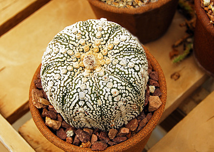 Cactus 食宿植物图片